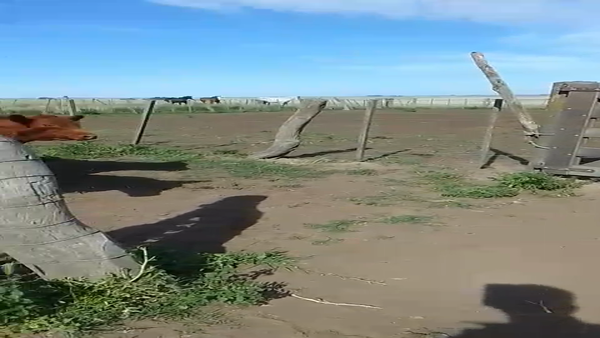 Lote 20 Novillitos