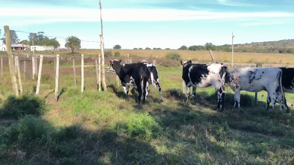 Lote 5 Vaquillonas  Normando y XX en Cerro San Jose