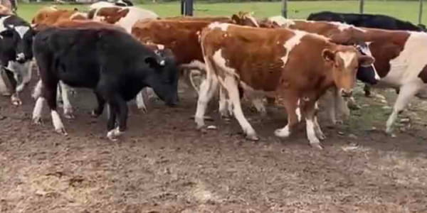 Lote 25 Novillo Engorda en Pirque, Región Metropolitana