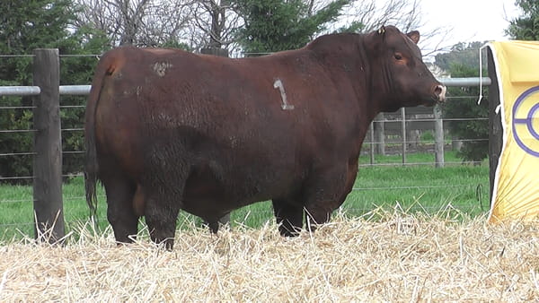 Lote TOROS ANGUS PUROS CONTROLADOS
