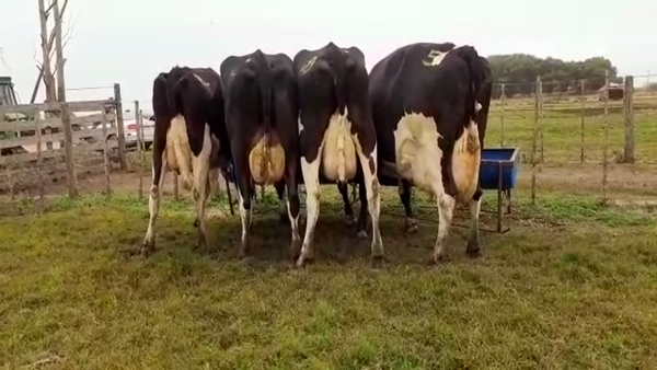 Lote Vacas Secas - Hornero Chico