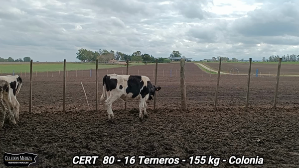 Lote 16 Terneros en Colonia