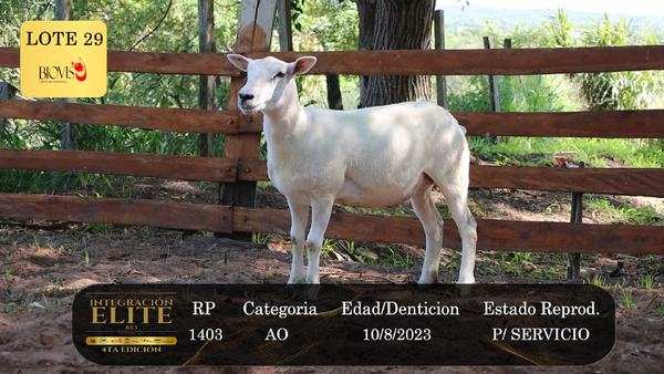Lote LOTE 29