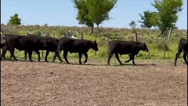 Lote 39 Novillos 1 a 2 años en Termas del Arapey, Salto