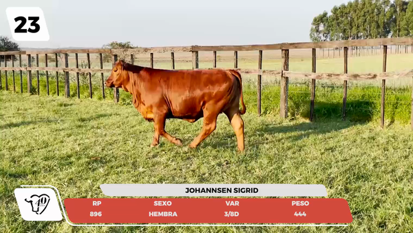 Lote LOTE 23- JUNIOR