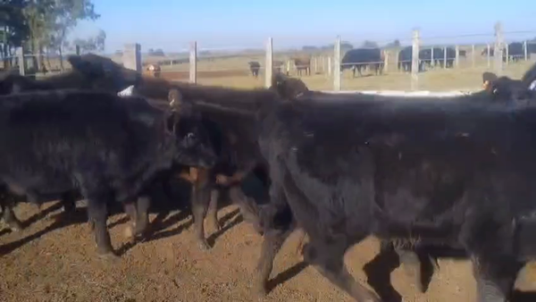 Lote TERNEROS