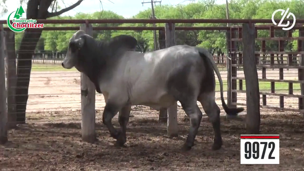 Lote Brahman
