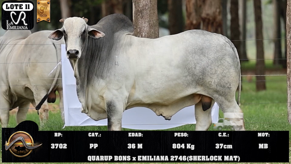 Lote LOTE 11