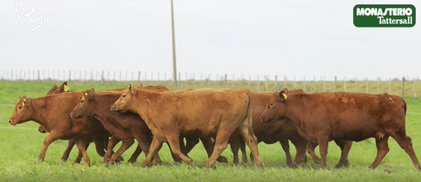 Lote VIENTRES PREÑADOS(CORRAL 39)