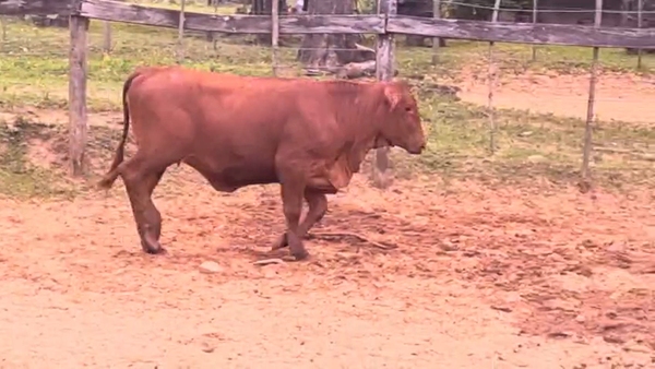 Lote Vaquillas Brangus 282kg -  en Cnel. Oviedo