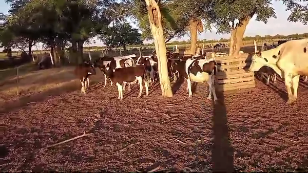 Lote 25 Terneros