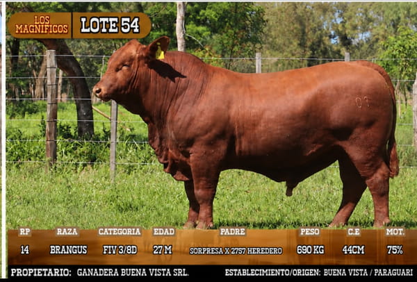 Lote LOTE 54 - VIVO