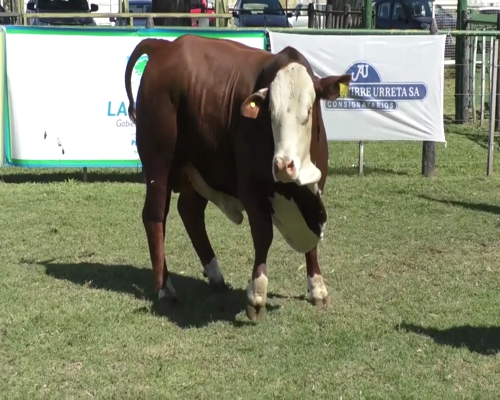 Lote Toro Braford RP 771 - PR