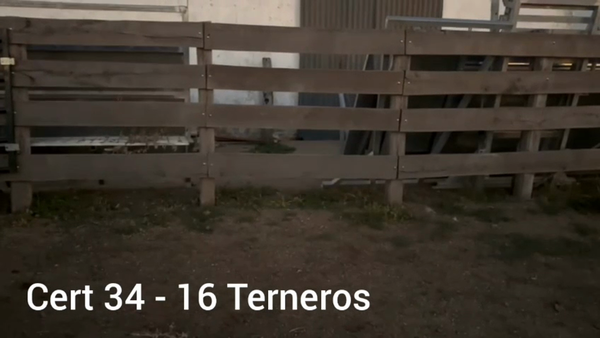 Lote TERNEROS