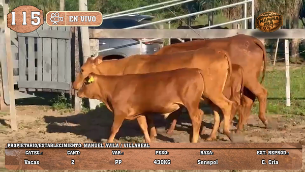 Lote LOTE 115 -EN VIVO