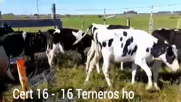 Lote TERNEROS HOLANDO