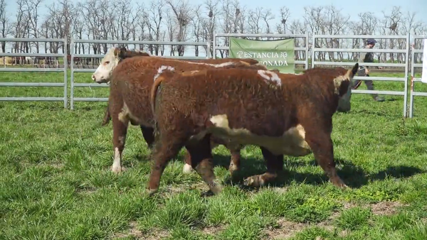 Lote Toros HEREFORD
