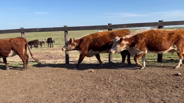 Lote Vacas de Invernada