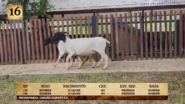 Lote LOTE 16