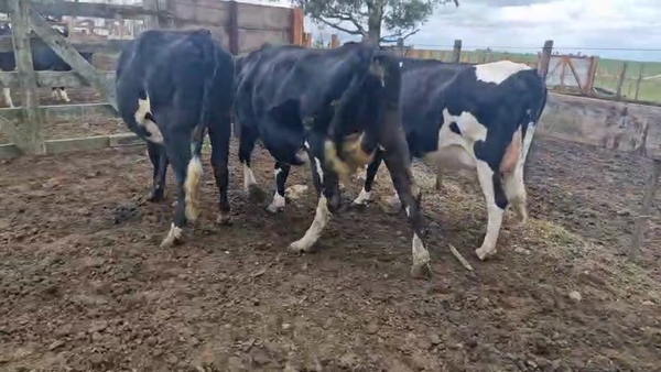 Lote 3 Vaquillonas  420kg - , San José