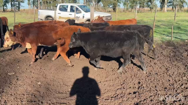 Lote 60 Terneras
