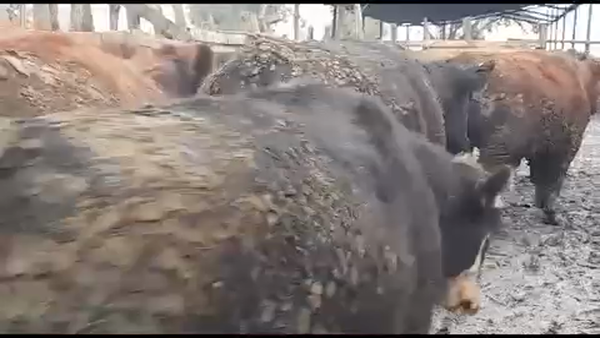 Lote 45 Novillo Gordo en VII  Región Maule, Linares