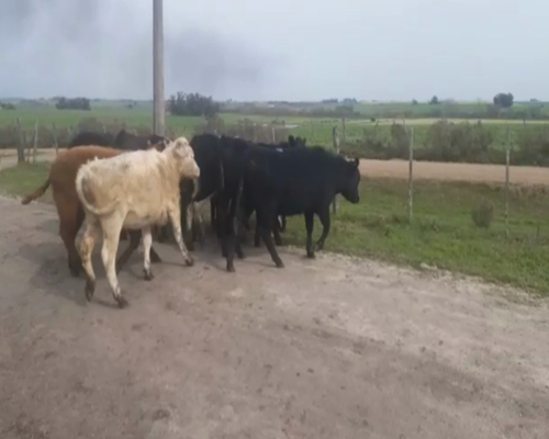 Lote (Vendido)12 Vaquillonas  cruza shotron 247kg -  en ruta 1 km 64