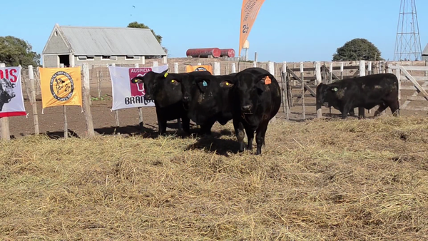 Lote Vaquillonas Brangus - Don Chiquito