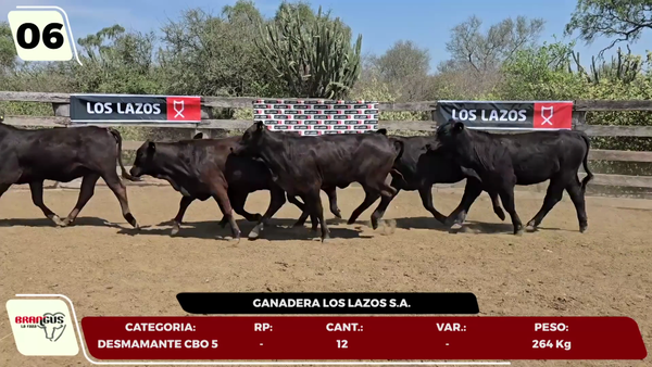 Lote LOTE 6- EN VIVO