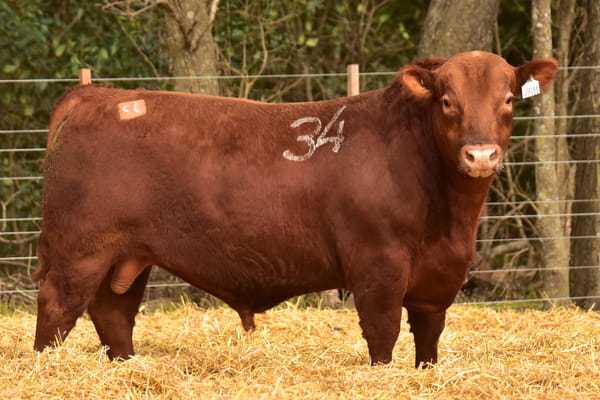 Lote TOROS ANGUS PC