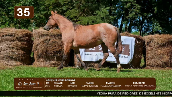Lote LOTE 35
