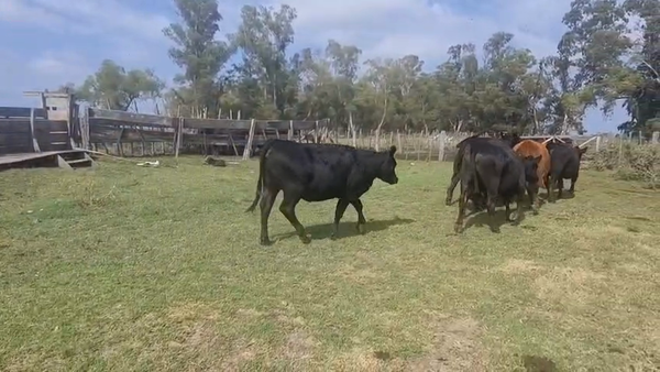 Lote 8 Vacas C/ gtia de preñez
