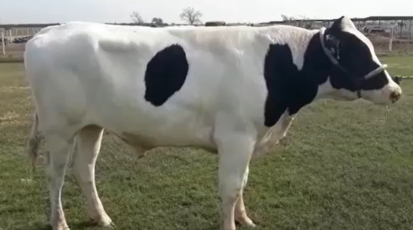 Lote Toros, Santa Fe