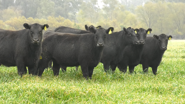 Lote VAQ. ANGUS NEGRAS BASE C/GTÍA DE PREÑEZ