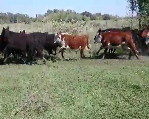 Lote 45 Terneros en Brandsen, Buenos Aires