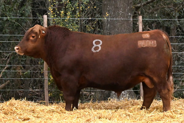 46043 — TOROS ANGUS PC