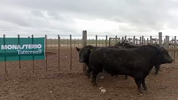 Lote Toros