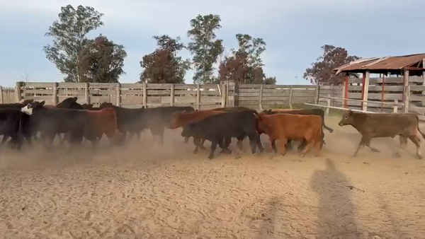 Lote 65 Terneros en Viamonte, Córdoba