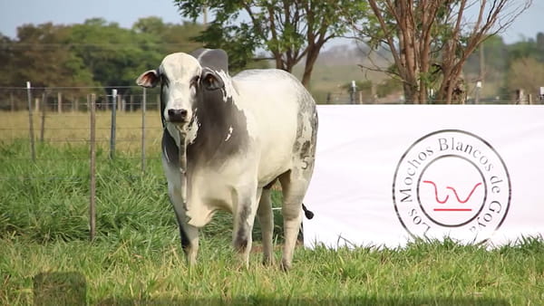 Lote LOTE 51