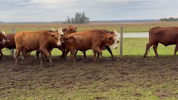 Lote 100 Novillos en Corrientes, Paso de Los Libres