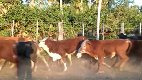 Lote 210 Terneros en La Leonesa, Chaco