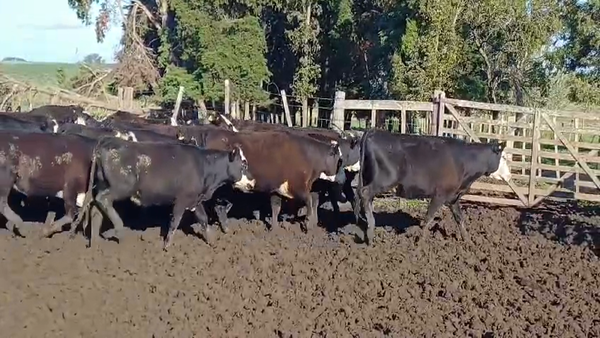 Lote (Vendido)29 Vaquillonas 1 a 2 años HE - HE/ AA 340kg -  en FLORES