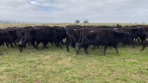 Lote Vacas de Invernada
