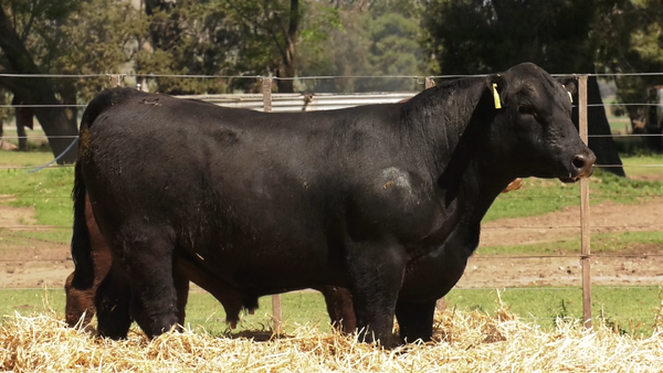 Lote TOROS PUROS CONTROLADOS