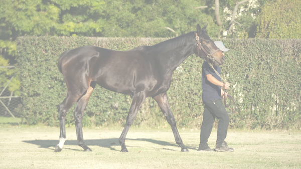 Lote LA MINIMA (GIDU -  LAGUARDIA)