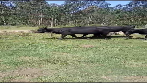 Lote (Vendido)12 Vaquillonas 1 a 2 años ANGUS en FLORIDA