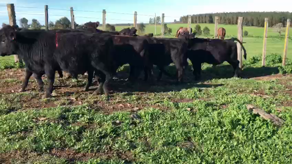 Lote 9 Terneros Angus