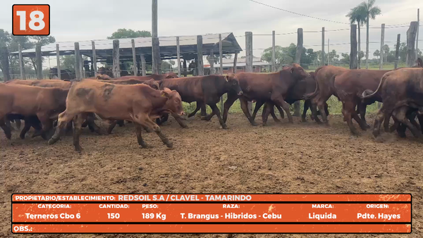 Lote LOTE 18