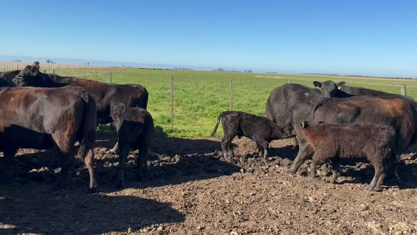 Lote 80 Vacas nuevas C/ cria en Buenos Aires, Tres Arroyos