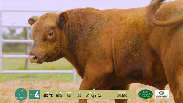 Lote 3 Toros, Flores